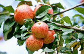 Manzana Reineta (apples). Zerain. Guipúzcoa. Euskadi. Spain