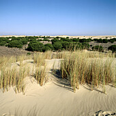 Dunas móviles (Wanderdünen) und corrales (Kieferngruppen, die von Dünen umgeben sind). Doñana-Nationalpark. Provinz Huelva. Spanien