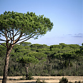 Stone pine (Pinus pinea) forest, Doñana National Park. Huelva province, Spain