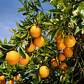 Oranges, Gandia, Valencia province, Spain