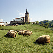 Sheep grazing. Zerain, Guipuzcoa, Basque Country, Spain