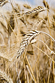 Field of wheat. Cereals. Learza estate. Near Estella, Navarre, Spain