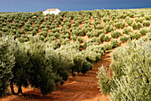 Olive grove near Baeza. Jaén province. Spain