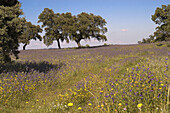 Country landscape. Villanueva de Córdoba. Córdoba province, Spain