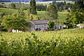 Near Sauveterre de Guyenne in the Bordeaux wine area. Gironde. France.