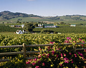 Vineyards. Stellenbosch. South Africa