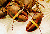 Lobster at La Boqueria market, Barcelona. Catalonia, Spain