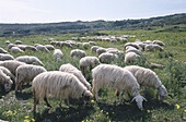 Italy. Sicily. Province of Trapani. Sheep grazing in field in spring.