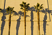 Las Vegas, Nevada, palm tree shadows.