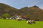 Farmhouse in Basque style near Sare, sheep, spring, Pyrenees, dept Pyrénées-Atlantiques, France