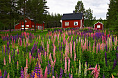 Rote Holzhäuser mit Lupinen bei Gäddede, Jämtland, Nordschweden
