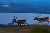 Reindeer at the Galtispuoda, evening, Lapland, northern Sweden