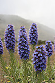 Viper s bugloss. Echium Fastuosum. Pride of Madeira. Area of Pico do Arieiro. Parque Natural da Madeira.