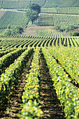 The vineyard of the Côte de Beaune. Côte d Or. Burgundy. France