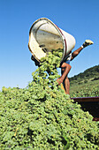 Grape harvest. Vineyard of St-Romain. Côtes-de-Beaune. Côte d Or. Burgundy. France