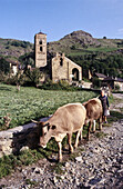 Durro. Lleida. Spain.