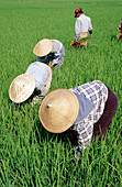 Peasants working at rice fields. Myanmar
