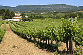 Vineyards near Guardiola de Font-rubí . L Alt Penedés, Barcelona province, Catalonia , Spain.