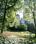 Spring flowers in Central Park. Manhattan, New York City. USA