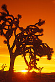 Scenic joshua trees, joshua tree National Park, California, USA.