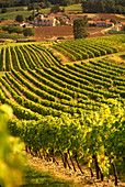 Scenic vineyards, Saint preuil village, grande champagne de cognac, Charente, France.