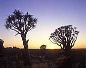 Kokerboom trees, keetmanshoop, Namibia.