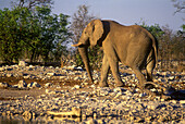 Elephant, kalkheuwel water hole, Etosha National Park, Namibia.