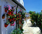 Flower pots, Patio de santa ana, Ronda, Andalucia, Spain.