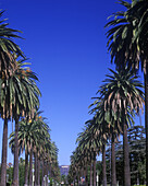 Palm trees, South windsor avenue, hollywood, Los angeles, California, USA.