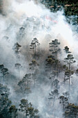 Forest fire. Provence. France