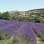 Blossoming lavender field and Aurel Village. Vaucluse, Provence. France.