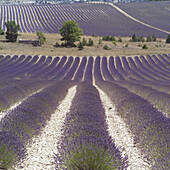 Blossoming lavender field. Vaucluse, Provence. France.