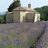 Lavender field at St and St. Ferreol chapel. Vaucluse. France