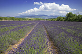 Blooming lavender field. Provence. France.