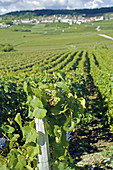 Grapes and Vineyards landscape. Hautvillers. Champagne. France