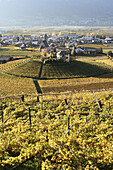 Vineyards, Trento. Trentino-Alto Adige, Italy