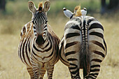 Burchell s Zebras (Equus burchelli). Serengeti National Park. Tanzania