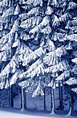  Außen, Baum, Bäume, Detail, Details, Farbe, Jahreszeit, Jahreszeiten, Konzept, Konzepte, Natur, Pflanze, Pflanzen, Schnee, Tageszeit, Vegetation, Vertikal, Wald, Wälder, Weiß, Winter, C38-204099, agefotostock 