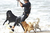 Kiteboarder and dogs at sea shore
