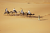 Tourist camel ride. Morocco
