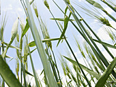 Wheat. Morocco