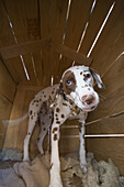 Angry Dalmation in his Kennel