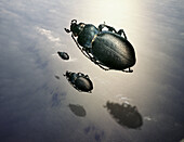 Giant beetles flying over the sea