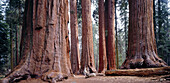 Sequoia National Park. California, USA