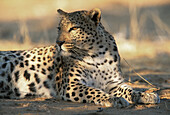 Female Leopard (Panthera pardus). Eastern Namibia