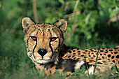 Cheetah (Acinonyx jubatus). Ameib Ranch. Namibia