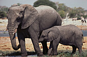 African Elephants (Loxodonta africana). Etosha National Park. Namibia