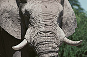 African Elephant (Loxodonta africana). Chobe National Park. Botswana