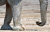 Legs and Trunk of an african Elephant (Loxodonta africana). Etosha National Park. Namibia