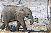 African Elephant (Loxodonta africana). Breeding herd has been at a waterhole. Ethosha National Park. Namibia